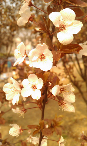 春景，白花